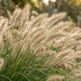 Rozplenica japońska Hameln kwiatostany
