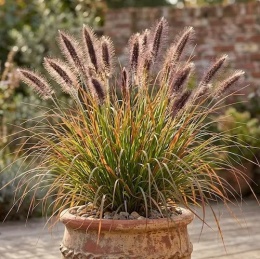 Ciemne kwiatostany rozplenicy japońskiej Magic w donicy