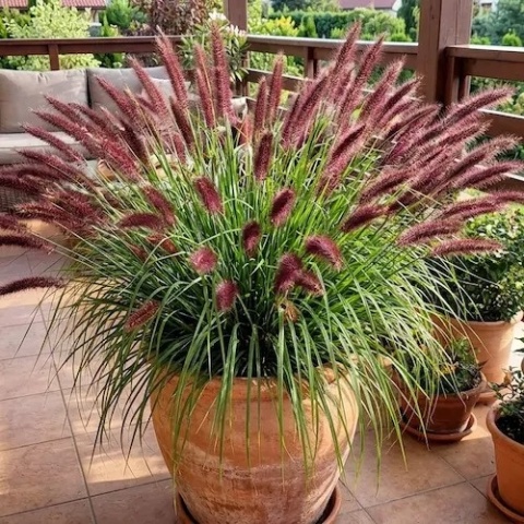 Rozplenica japońska Red Head na nowoczesnym tarasie w dużej donicy