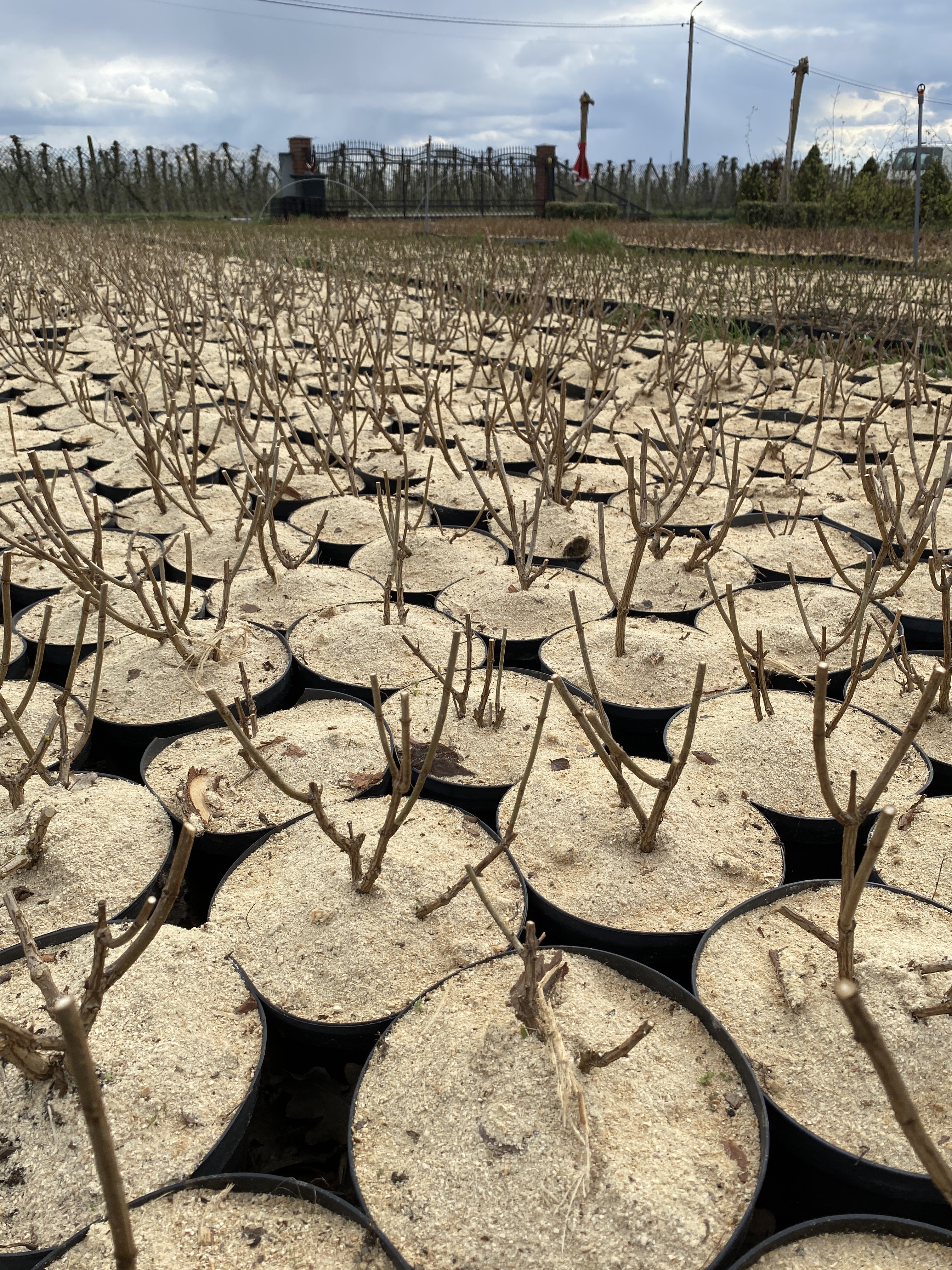 Jak i kiedy przycinać hortensje bukietowe, aby obficie kwitły?
